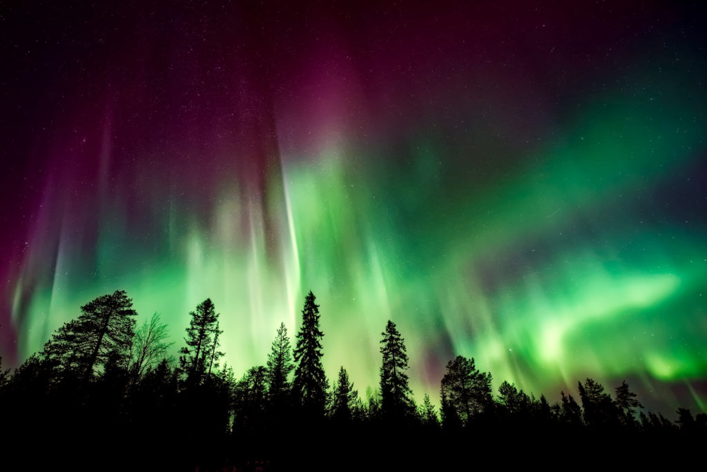 The Northern Lights over the forest - Explore McCarthy