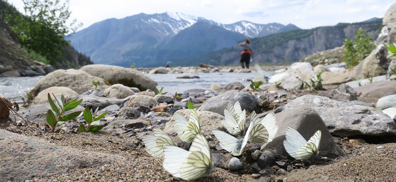 View of butterflies on the river - Explore McCarthy
